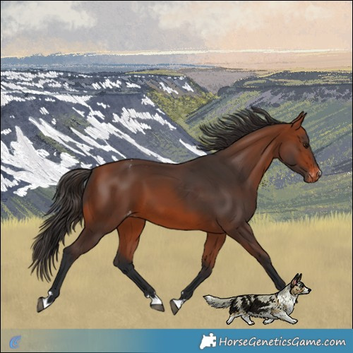 Horse Color:Bay Varnish