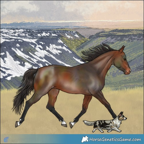 Horse Color:Bay Varnish 