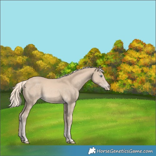 Horse Color:Cremello 