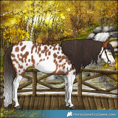 Horse Color:Bay Splash Frame Near Leopard