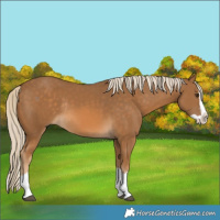 Horse Color:Chocolate Palomino Splash Rabicano 