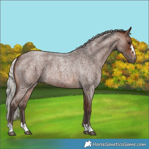 Horse Color:Silver Brown Roan 