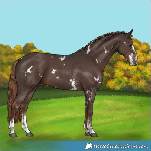 Horse Color:White Spotted Liver Chestnut Sabino