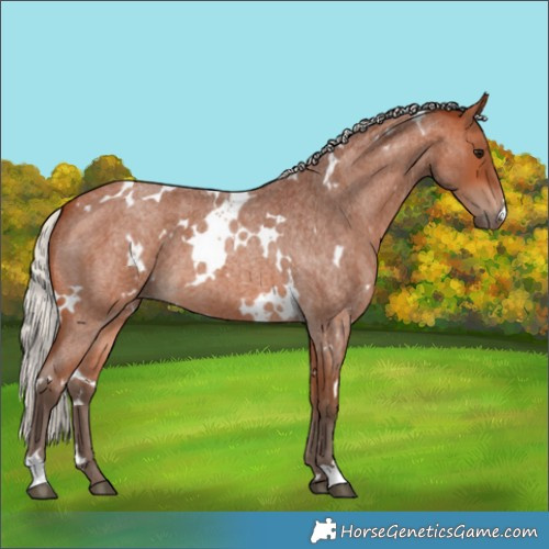 Horse Color:White Spotted Silver Bay Roan 