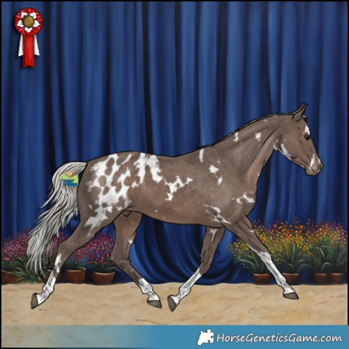 Horse Color:White Spotted Silver Black Tobiano Appaloosa 