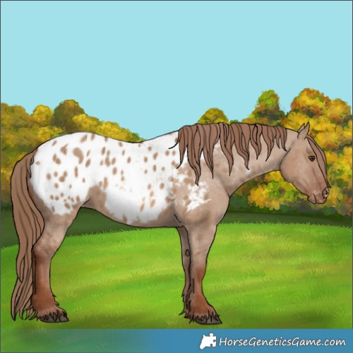 Horse Color:Red Dun Appaloosa 