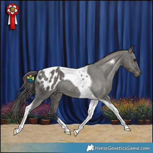 Horse Color:Grullo Tobiano Appaloosa Rabicano