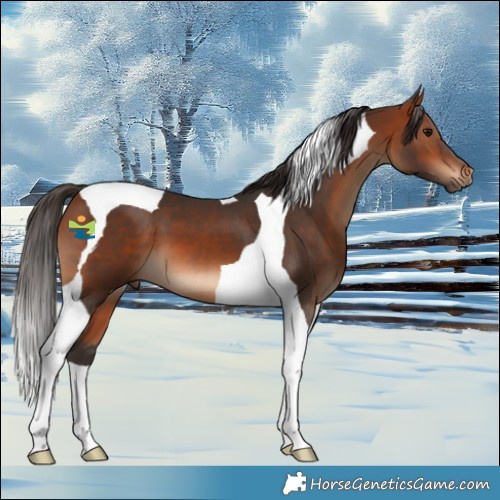 Horse Color:Bay Tobiano 