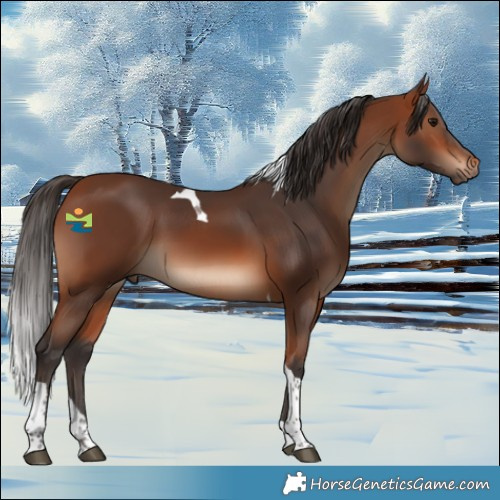Horse Color:Bay Tobiano