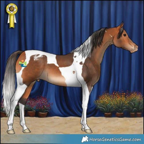 Horse Color:Bay Tobiano Appaloosa