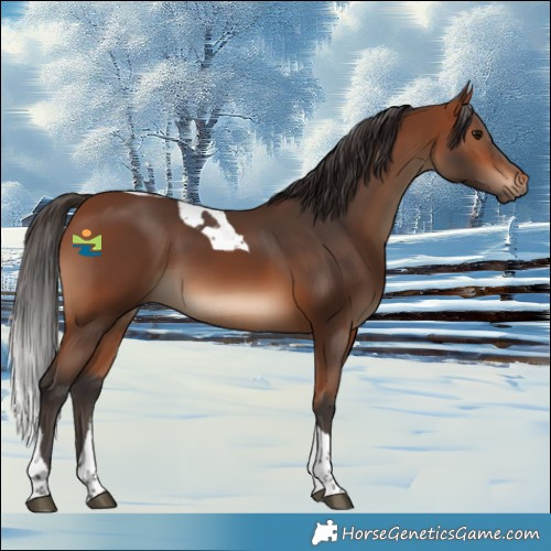 Horse Color:Bay Tobiano