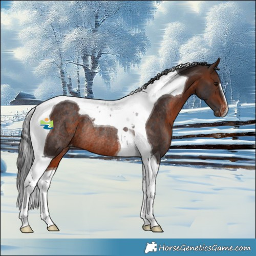 Horse Color:Brown Tobiano Appaloosa Rabicano 