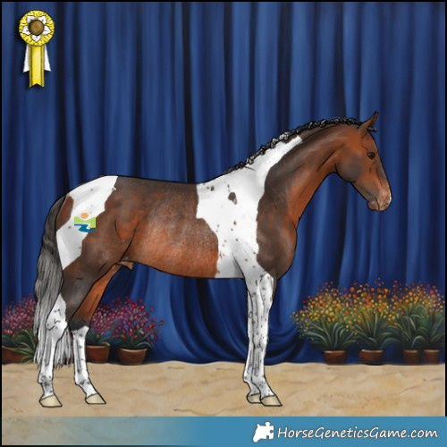 Horse Color:Bay Tobiano Appaloosa Rabicano