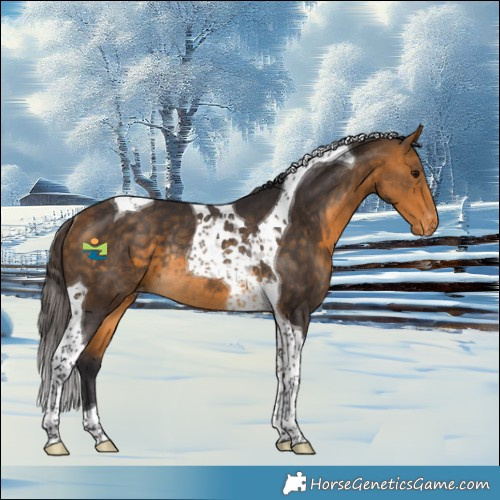 Horse Color:Buckskin Tobiano Appaloosa Rabicano 
