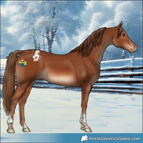 Horse Color:Chestnut Tobiano Appaloosa 