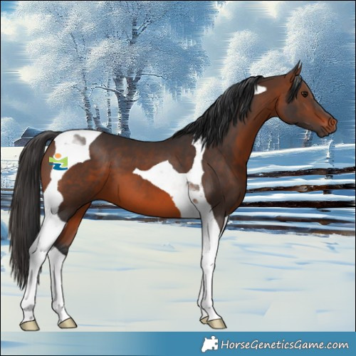 Horse Color:Brown Tobiano