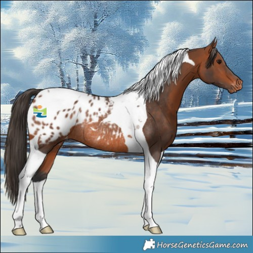 Horse Color:Bay Tobiano Appaloosa Rabicano 