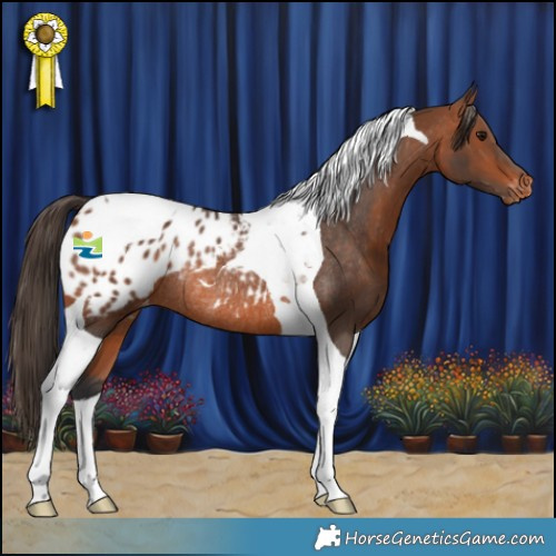 Horse Color:Bay Tobiano Appaloosa Rabicano