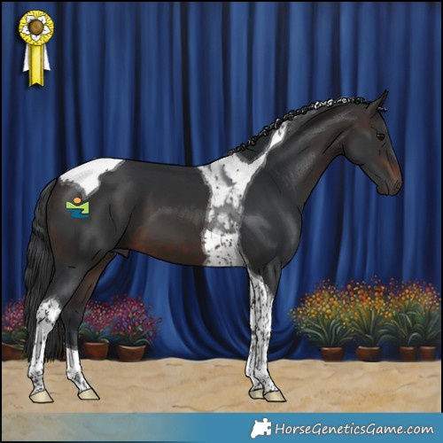 Horse Color:Brown Tobiano