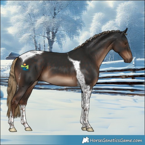 Horse Color:Liver Chestnut Tobiano