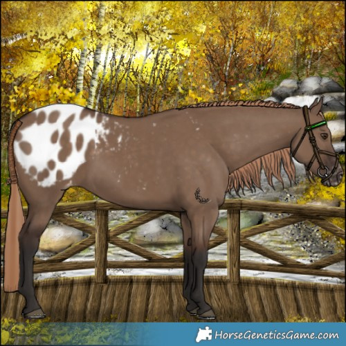 Horse Color:Liver Red Dun Appaloosa 