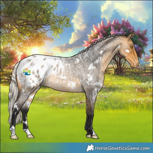 Horse Color:White Spotted Silver Buckskin Roan Appaloosa Rabicano 