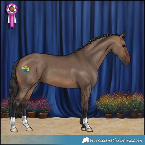 Horse Color:Brown Dun 