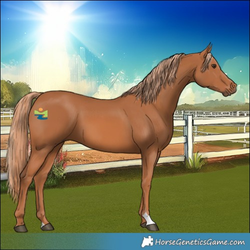 Horse Color:Chestnut 