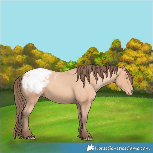 Horse Color:Amber Champagne Snowcap