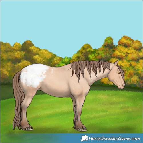 Horse Color:Amber Champagne Appaloosa 