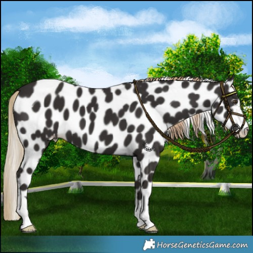Horse Color:Liver Chestnut Near Leopard 