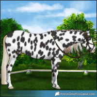 Horse Color:Liver Chestnut Near Leopard 