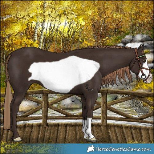 Horse Color:Liver Chestnut Frame