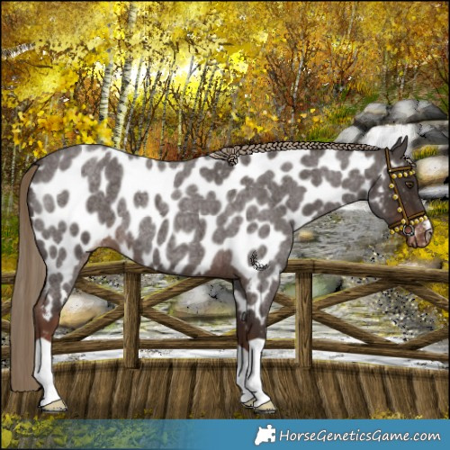 Horse Color:Liver Red Roan Near Leopard 