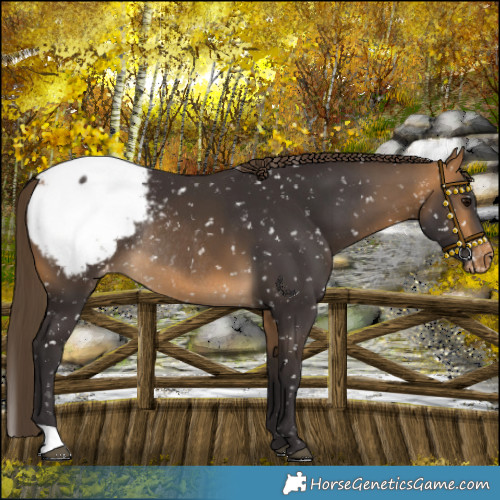 Horse Color:Buckskin Snowcap Rabicano 