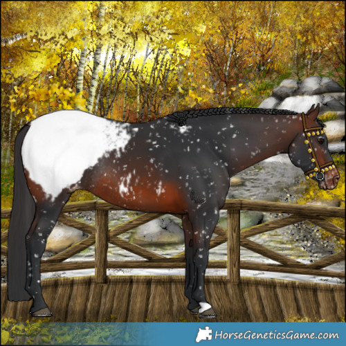 Horse Color:Brown Snowcap Rabicano