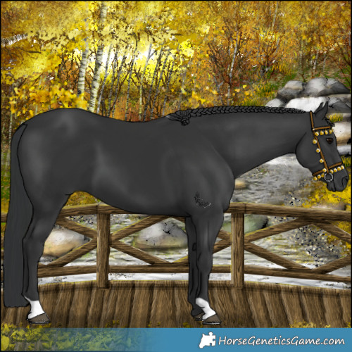 Horse Color:Black 