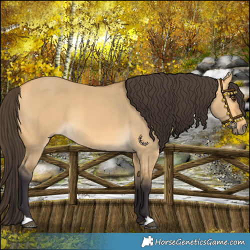 Horse Color:Buckskin Dun