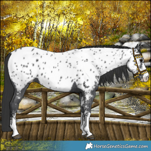 Horse Color:Black Sabino Near Leopard 