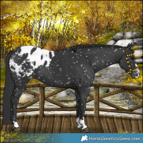 Horse Color:Black Blanket 