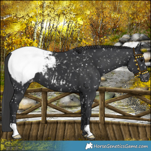 Horse Color:Black Snowcap