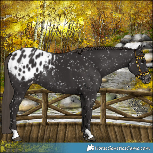 Horse Color:Smoky Black Blanket