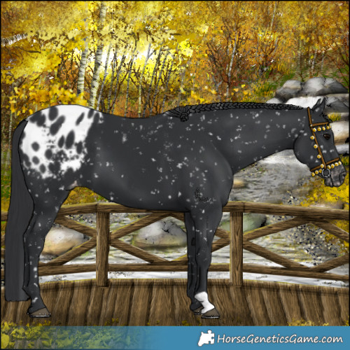 Horse Color:Black Blanket 
