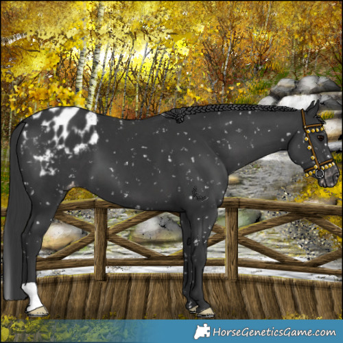 Horse Color:Black Blanket