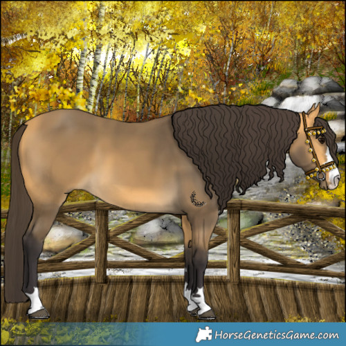 Horse Color:Buckskin 