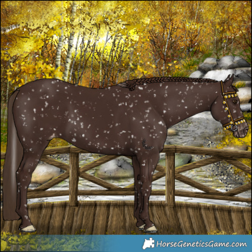 Horse Color:Liver Chestnut Snowflake Varnish