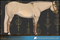 Horse Color:Chocolate Palomino Dun