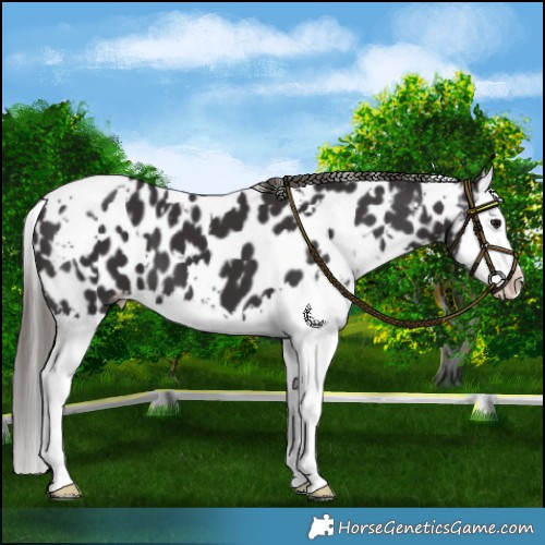 Horse Color:White Spotted Smoky Black Splash Near Leopard 