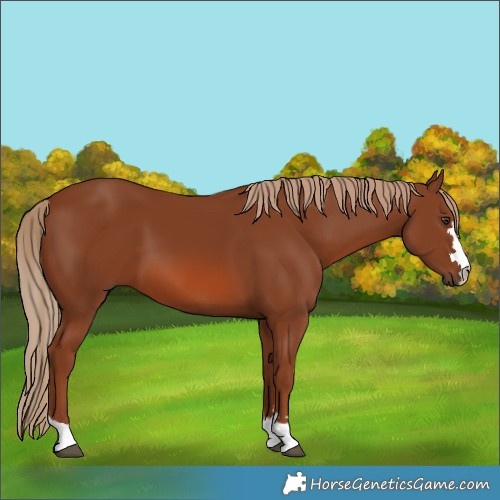 Horse Color:Chestnut 