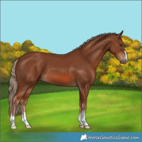Horse Color:Chestnut 